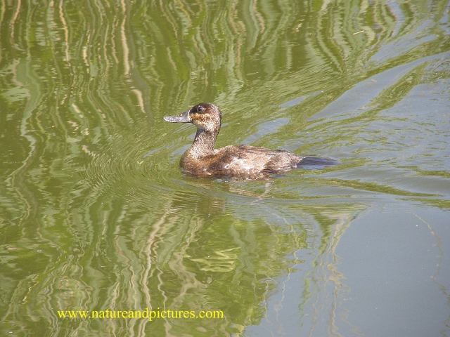 ruddy duck, ruddy ducks, ducks-3.jpg - FEMALE RUDDY DUCK - RADIPOLE - WEYMOUTH, DORSET - 24/5/07